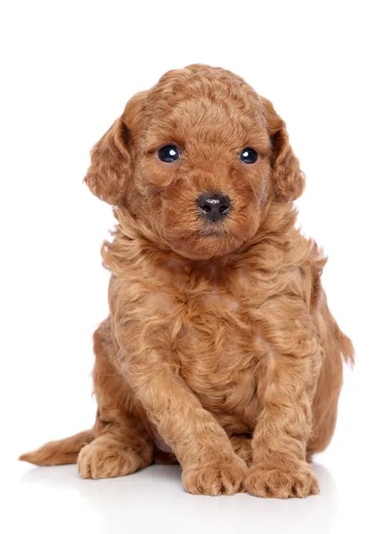 Toy Poodle Puppy — Stock Photo, Image