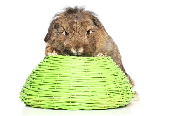 Lop-eared fluffy rabbit on basket — Stock Photo, Image