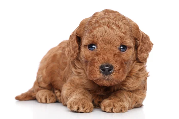 Poodle Puppy retrato — Fotografia de Stock