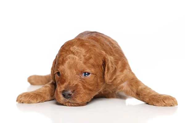 stock image Miniature Poodle Puppy