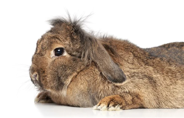 Lop-eared fluffy rabbit — Stock Photo, Image
