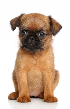 Griffon Bruxellois puppy clipart