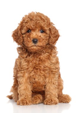 Miniature Poodle Puppy clipart