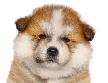 Japanese Akita-inu puppy clipart