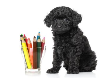 Black poodle puppy near colored pencils clipart