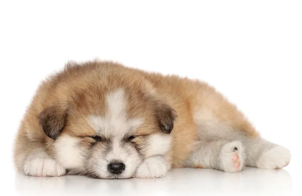 Akita-inu cachorro dormir — Fotografia de Stock