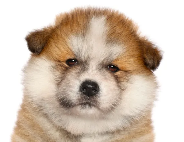 Японский щенок Акита-Ину — стоковое фото