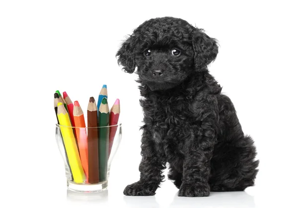 Black poodle puppy near colored pencils