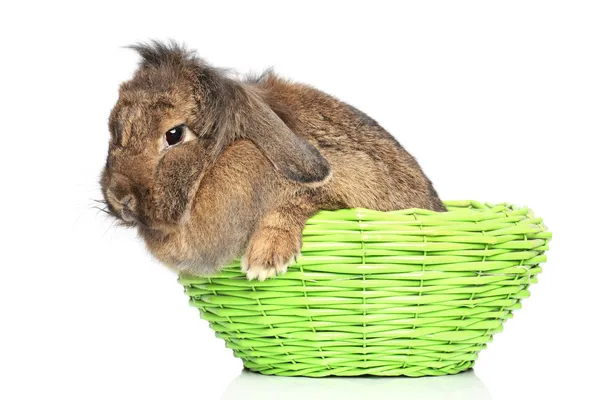 Coniglio dalle orecchie a luppolo in cesto su fondo bianco — Foto Stock