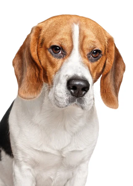 Cão beagle no fundo branco — Fotografia de Stock