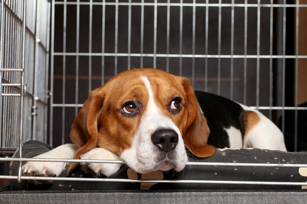 Beagle hond in kooi — Stockfoto