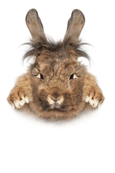 Conejo mullido con orejas cortadas — Foto de Stock