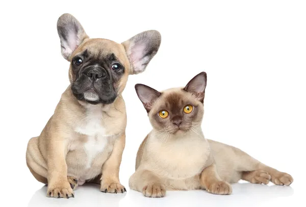 Hund und Katze auf weißem Hintergrund — Stockfoto
