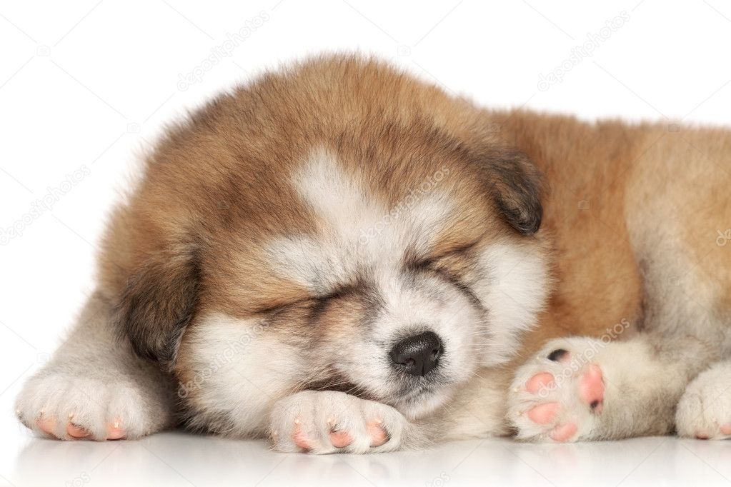 Akita inu puppy sleep