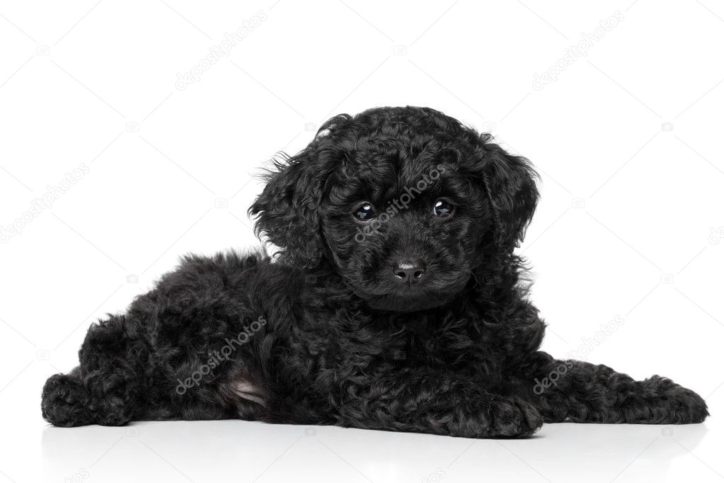 dark grey toy poodle