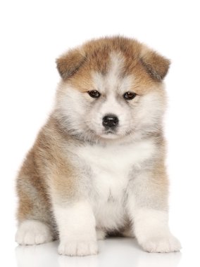 Japanese Akita inu puppy clipart