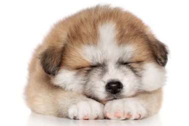 Akita Inu Puppy Sleep clipart