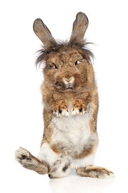 Furry rabbit standing on its hind legs clipart