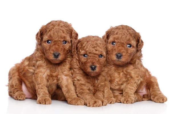 Cachorros de juguete-caniche (30 días) sobre un fondo blanco —  Fotos de Stock