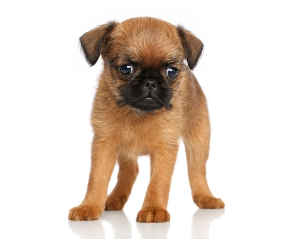 Griffon Bruxellois puppy — Stock Photo, Image