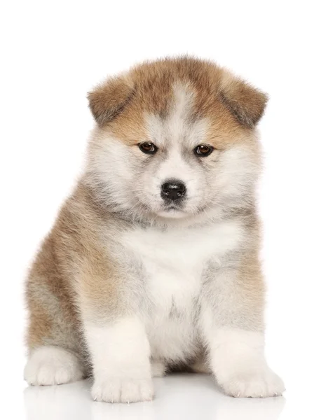 Cãozinho japonês Akita Inu — Fotografia de Stock
