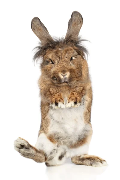 Conejo peludo de pie sobre sus patas traseras — Foto de Stock