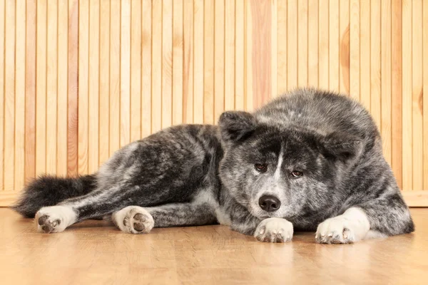 Retrato de perro akita inu — Foto de Stock