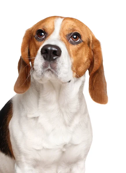 Beagle kutya fehér háttér — Stock Fotó