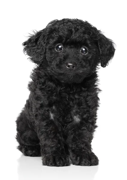 Filhote de cachorro poodle brinquedo preto — Fotografia de Stock