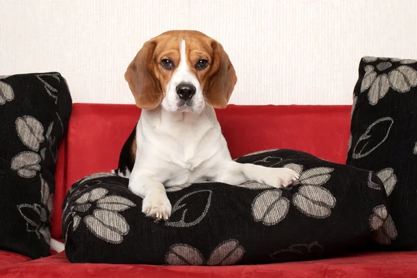 Cão beagle no sofá vermelho — Fotografia de Stock