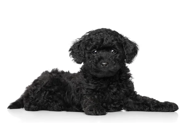 Beyaz bir arka plan üzerinde yalan oyuncak kaniş köpek yavrusu — Stok fotoğraf