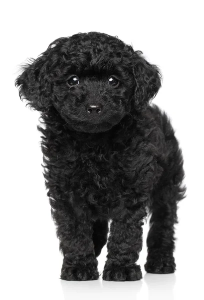 白い背景の上のおもちゃのプードルの子犬 — ストック写真