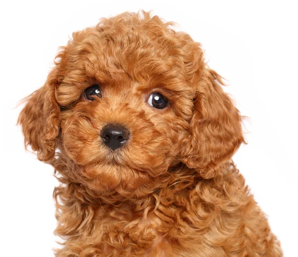 Toy poodle puppy over white background — Stock Photo, Image