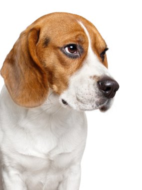 Beagle köpek. yakın çekim portre