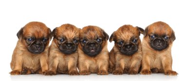 Griffon Bruxellois Puppies over white clipart