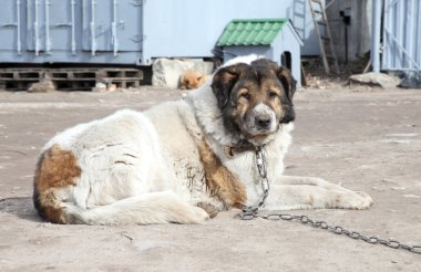 Kafkas çoban watchdog yaşlı