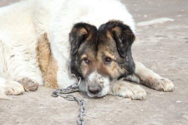 eski, bekçi köpeği. açık ateş