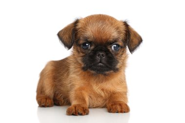 Griffon Bruxellois puppy clipart