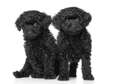 Black toy poodle puppies clipart