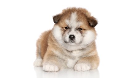 Akita inu puppy clipart