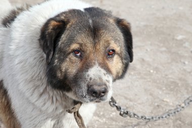 bir zincir bağlanmış watchdog