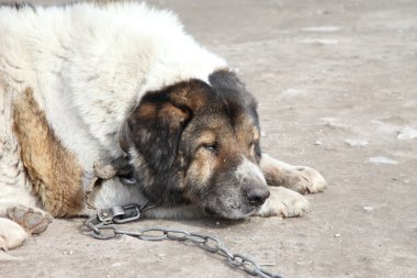 yaşlı, üzgün bir bekçi köpeği. açık ateş