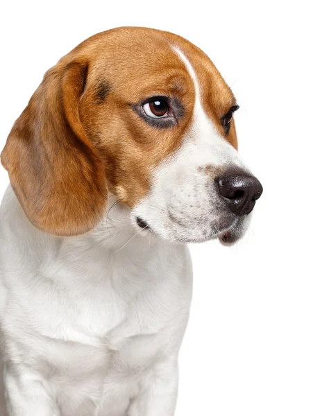 Beagle hund. närbild porträtt — Stockfoto