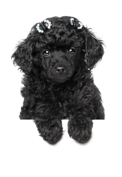 Poodle cachorro primer plano retrato —  Fotos de Stock