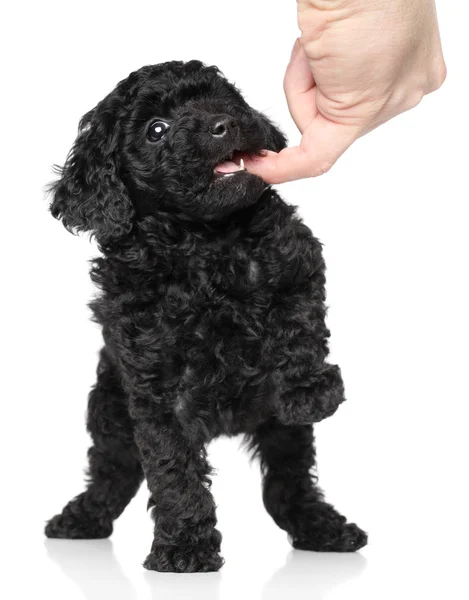 Toy Poodle Puppy over white background — Stock Photo, Image