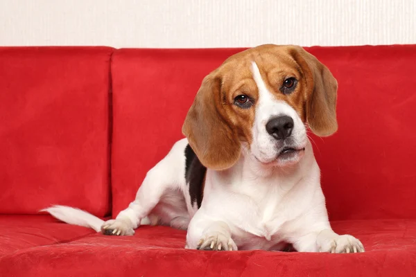 Beagle fica no sofá vermelho — Fotografia de Stock
