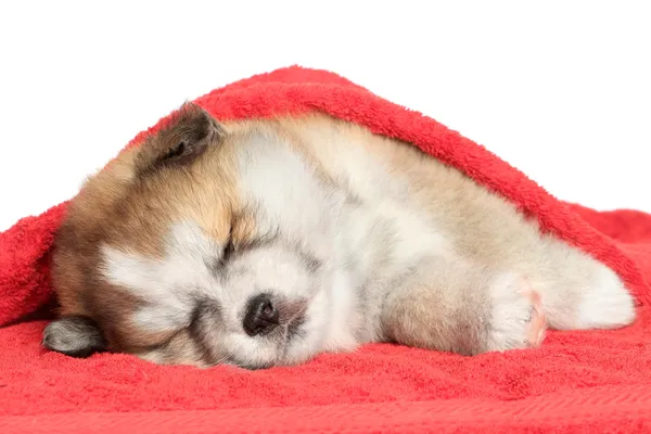 Akita Inu köpek yavrusu uyku, bir battaniye ile örtülü — Stok fotoğraf
