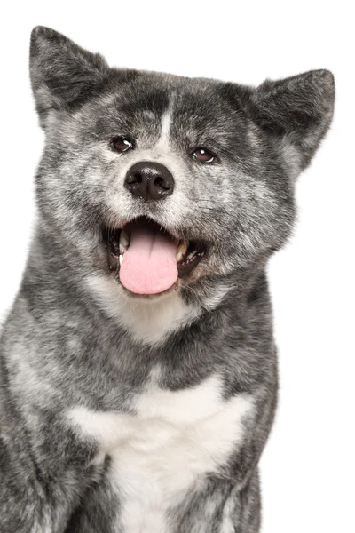 Счастливый пес Акита Ину — стоковое фото