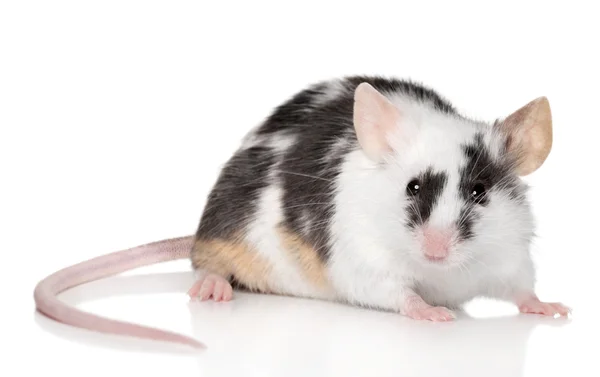 Malá myš na bílém pozadí — Stock fotografie