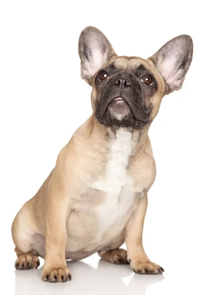 Cucciolo Bulldog francese, (3 mesi ) — Foto Stock